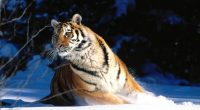 Wintery Scuddle, Siberian Tiger9235519903 200x110 - Wintery Scuddle, Siberian Tiger - Wintery, Tiger, Snow, Siberian, Scuddle